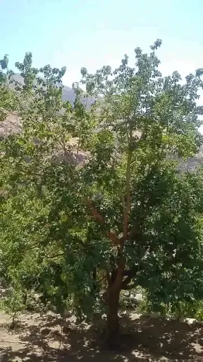 @saeb